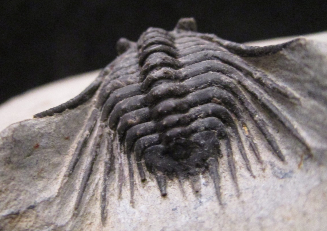 Super Spiny leonaspis Trilobite fossil From the Devonian of Morocco