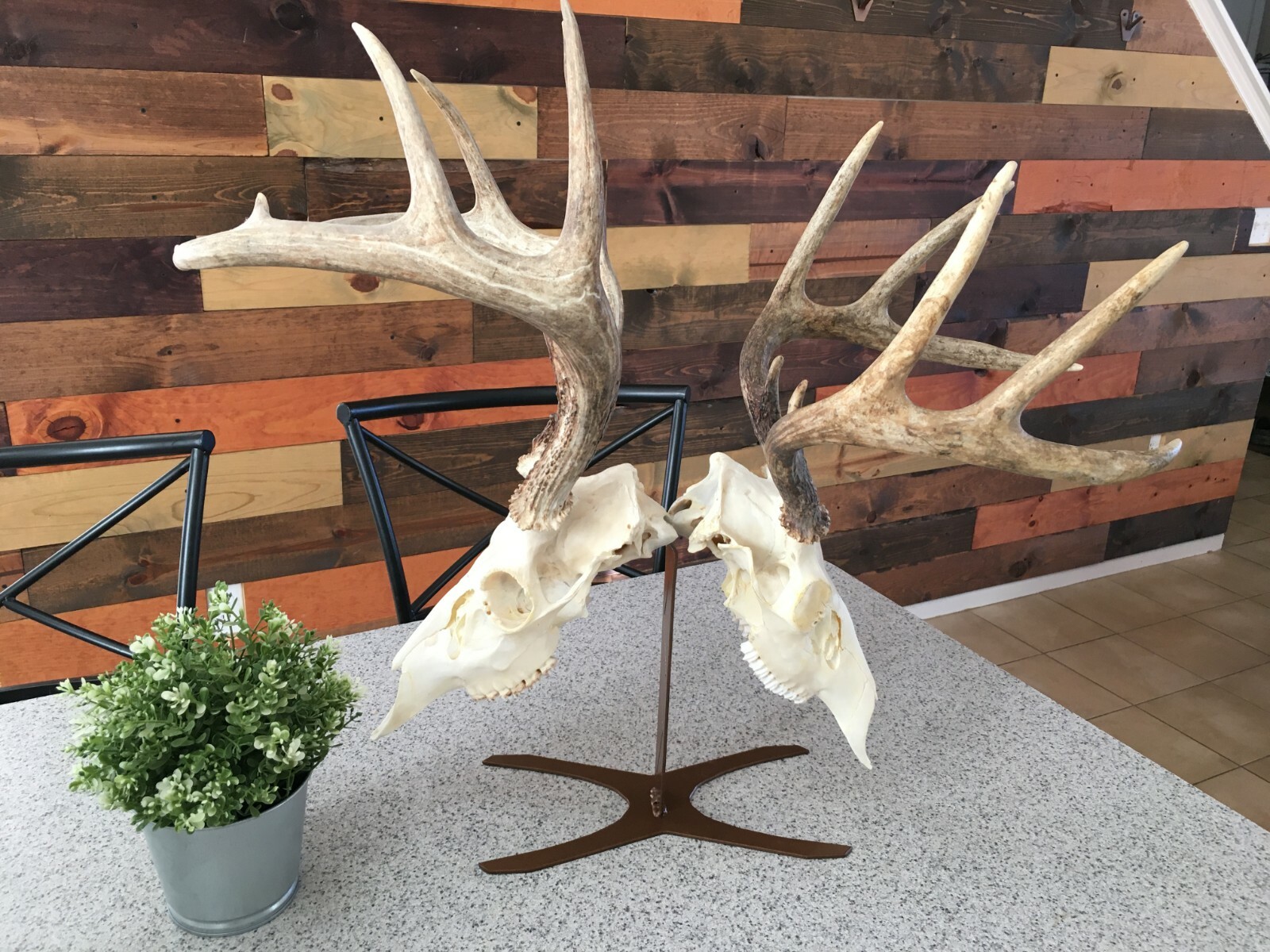 Amazeen Outdoors Double Table Top Mount European Skull Hanger Deer Hook Metal