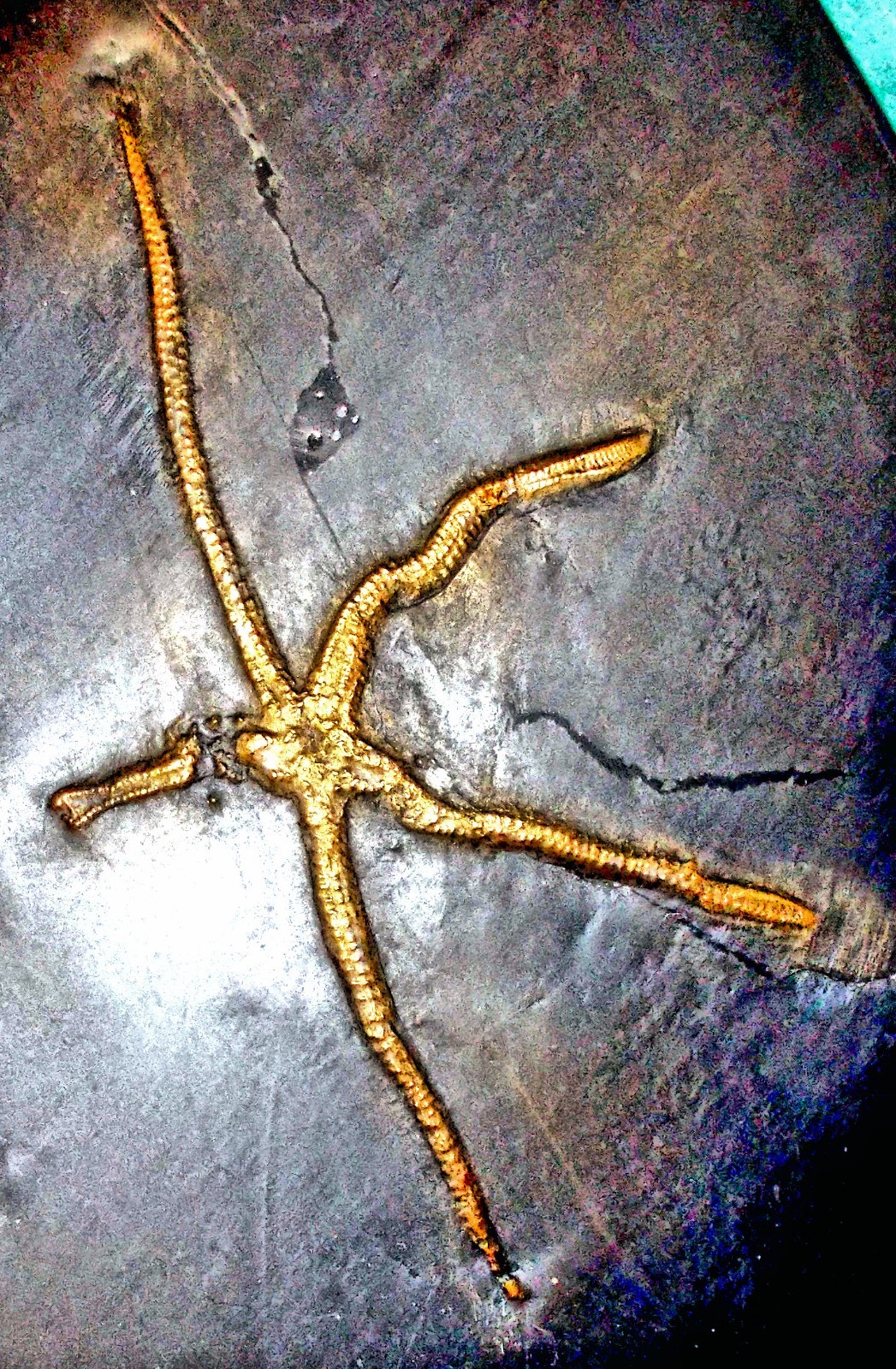 Detailed complete, 12cm Urastella asperula: Devonian, Bundenbach, Germany