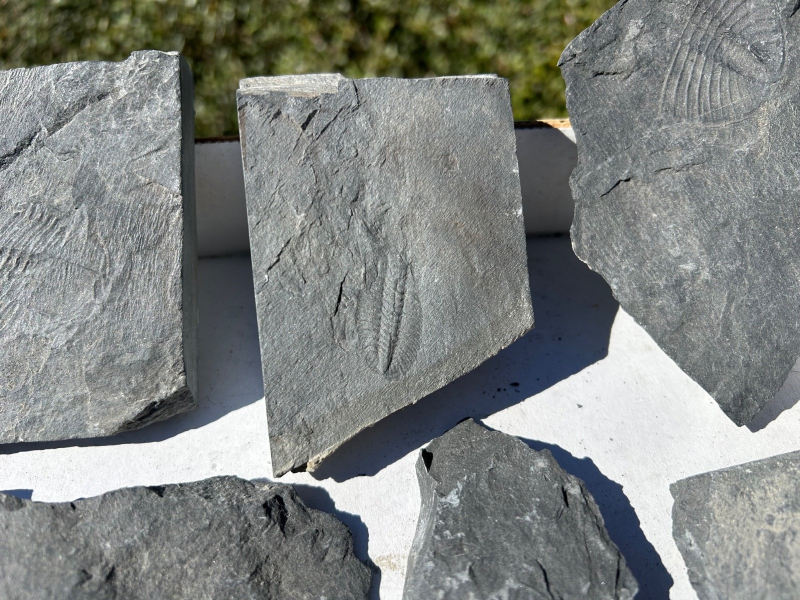 Washington Fossil Trilobites HUGE LOT Ogygopsis etc Metaline fm Bug in Matrix