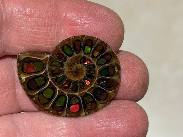 SPECTACULAR RARE,AMMOLITE(CANADA) INLAY IN FOSSIL AMMONITE(MADAGASCAR)SEE VIDEO!