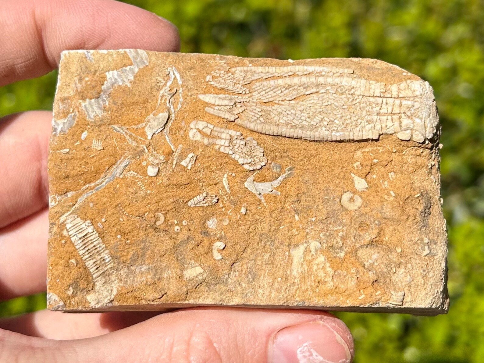 DOUBLE Fossil Crinoids in Matrix Phanocrinus Aphelecrinus Alabama Bangor Fm