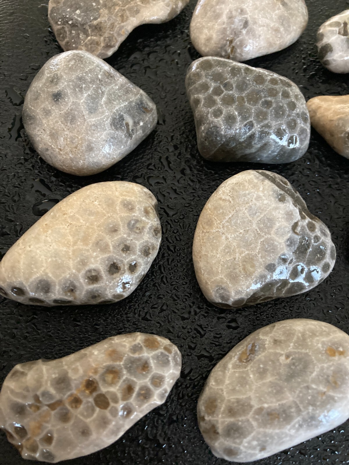 16pc BULK Michigan Petoskey Stones (Hexagonaria) - Natural Fossils 3LBS