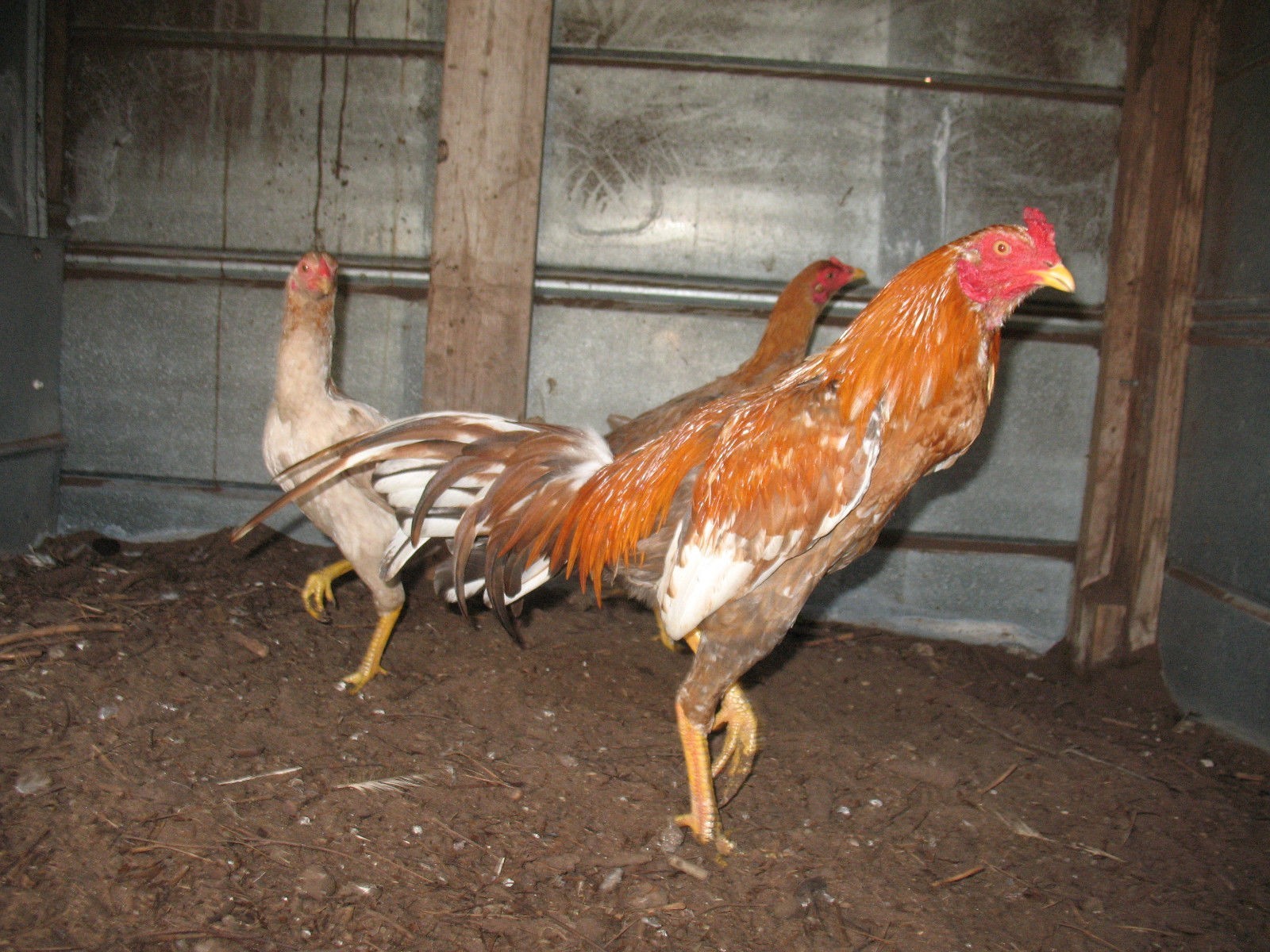 12 ASSORTED WAHL ASIL EGGS