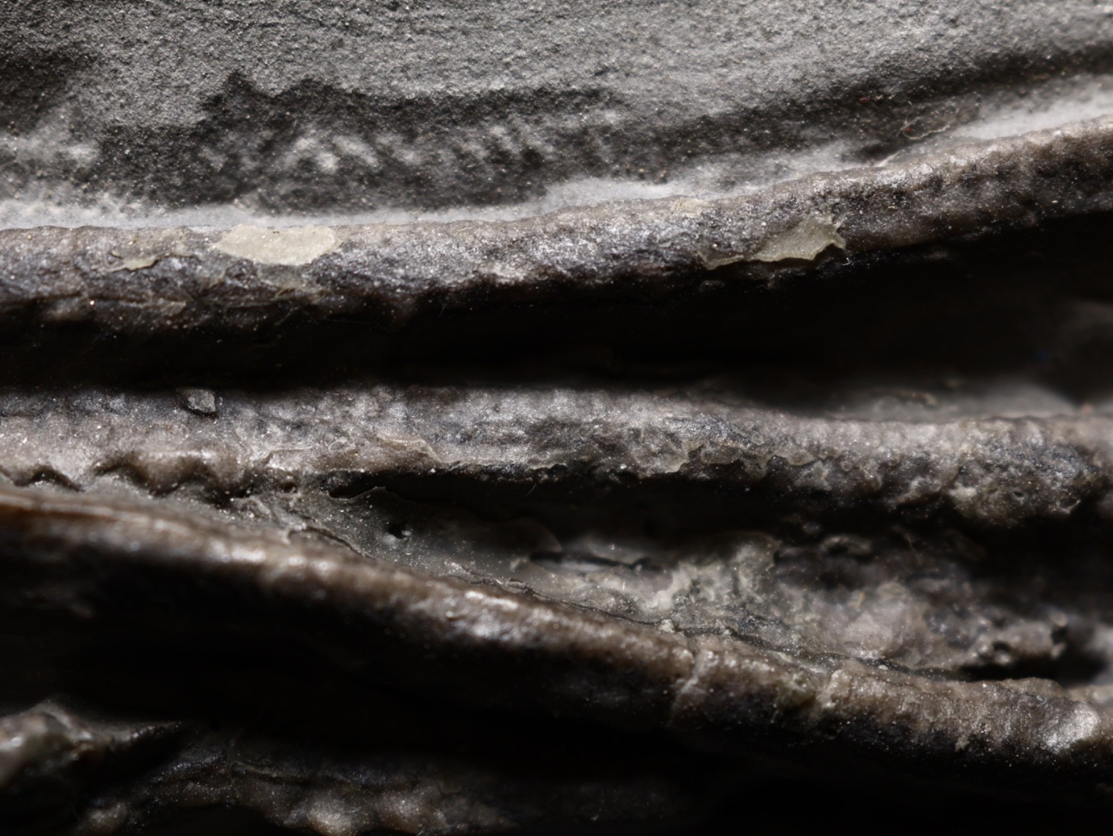 Stately Caryocrinites ornatus Fossil, Crinoid Relation, Middleport, New York