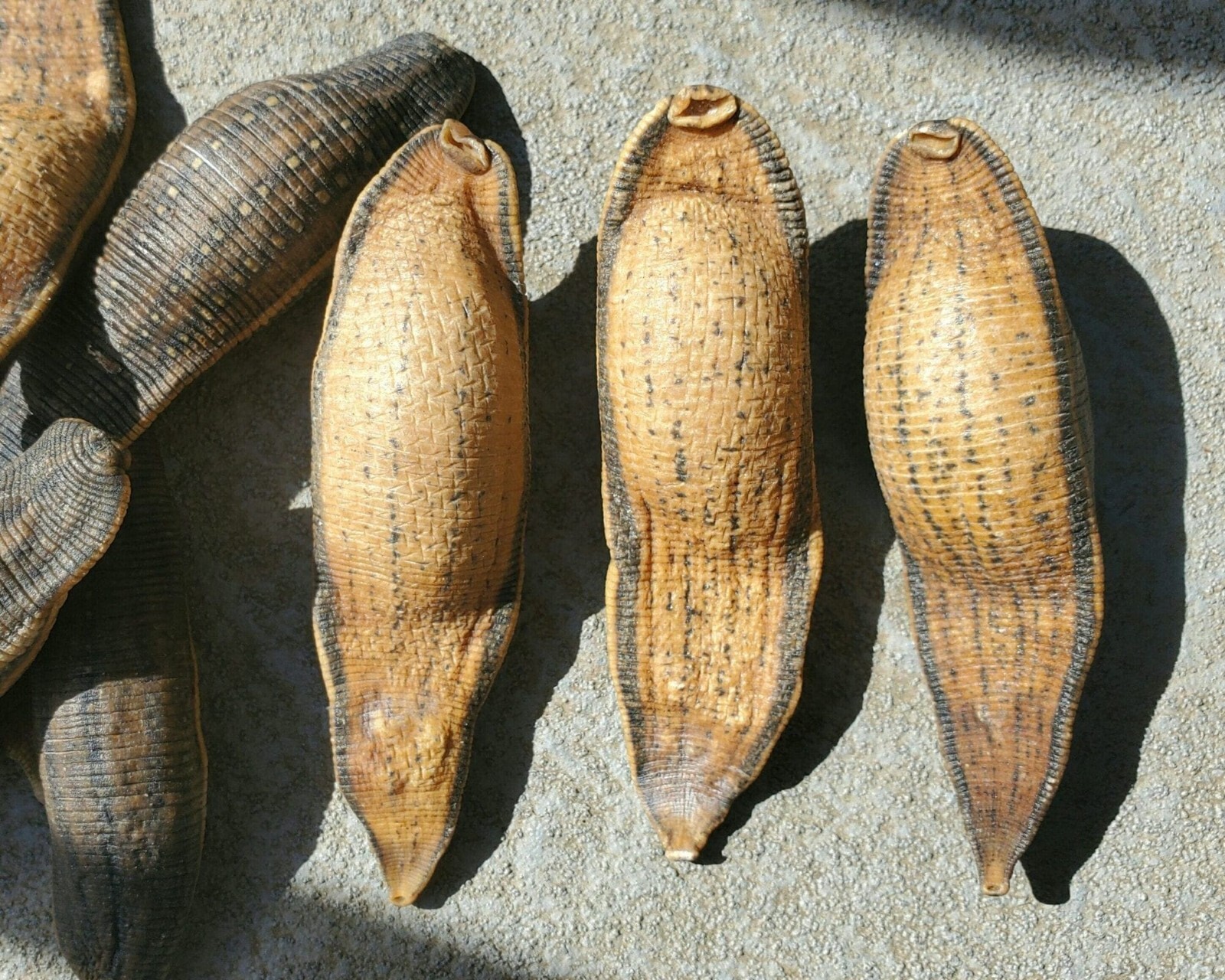 X3 Leeches, Dried Real Leech, Oddities, Macrobdella decora