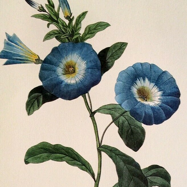 P. J. Redoute Flowers CONVOLVULUS TRICOLOR Botanical Art Print Book Plate 74