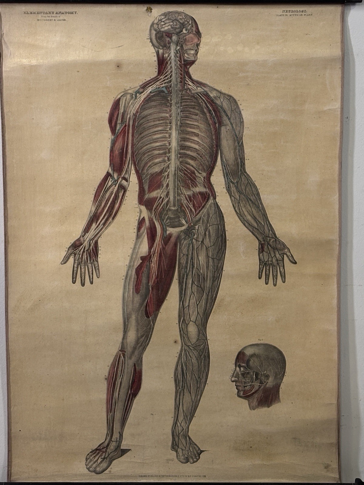 Antique 19th Century Kelloggs Bourgery Jacob Neurology Anatomical School Poster