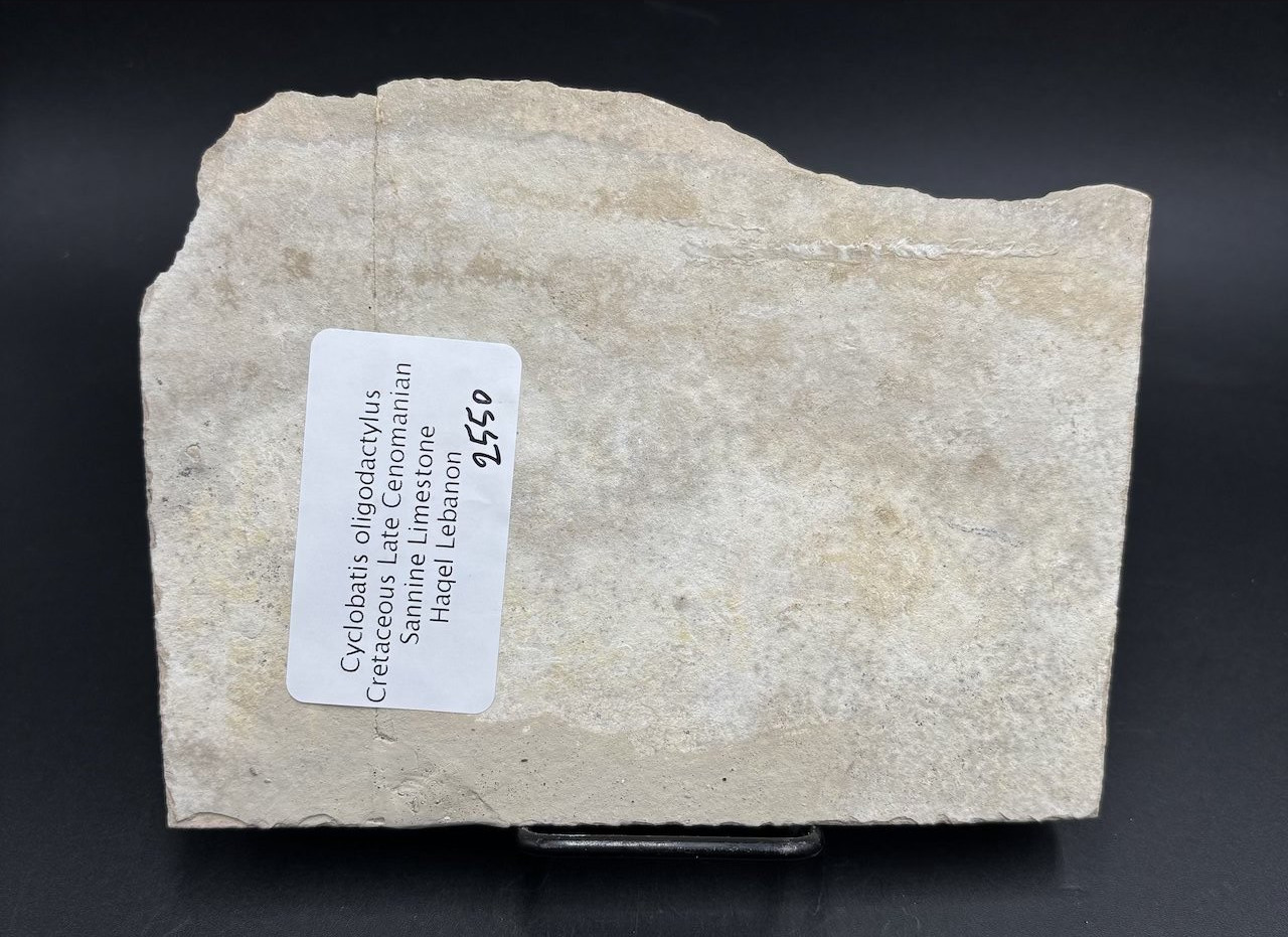 Cyclobatis oligodactylus fossil ray - Late Cretaceous Cenomanian Haqel Lebanon