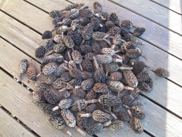 100 Southern Magnolia Seed Pods Cones