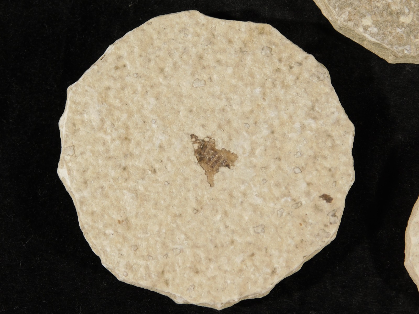 Lot of THREE! Fifty Million Year Old! WINGED INSECT Fossils From Wyoming 97.6gr