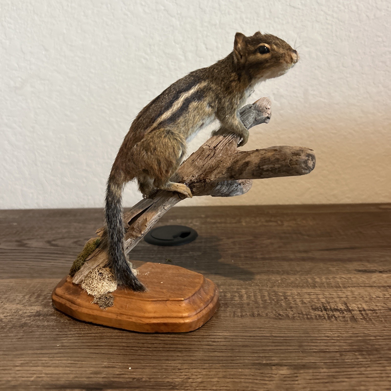 Chipmunk On Base ~ Taxidermy