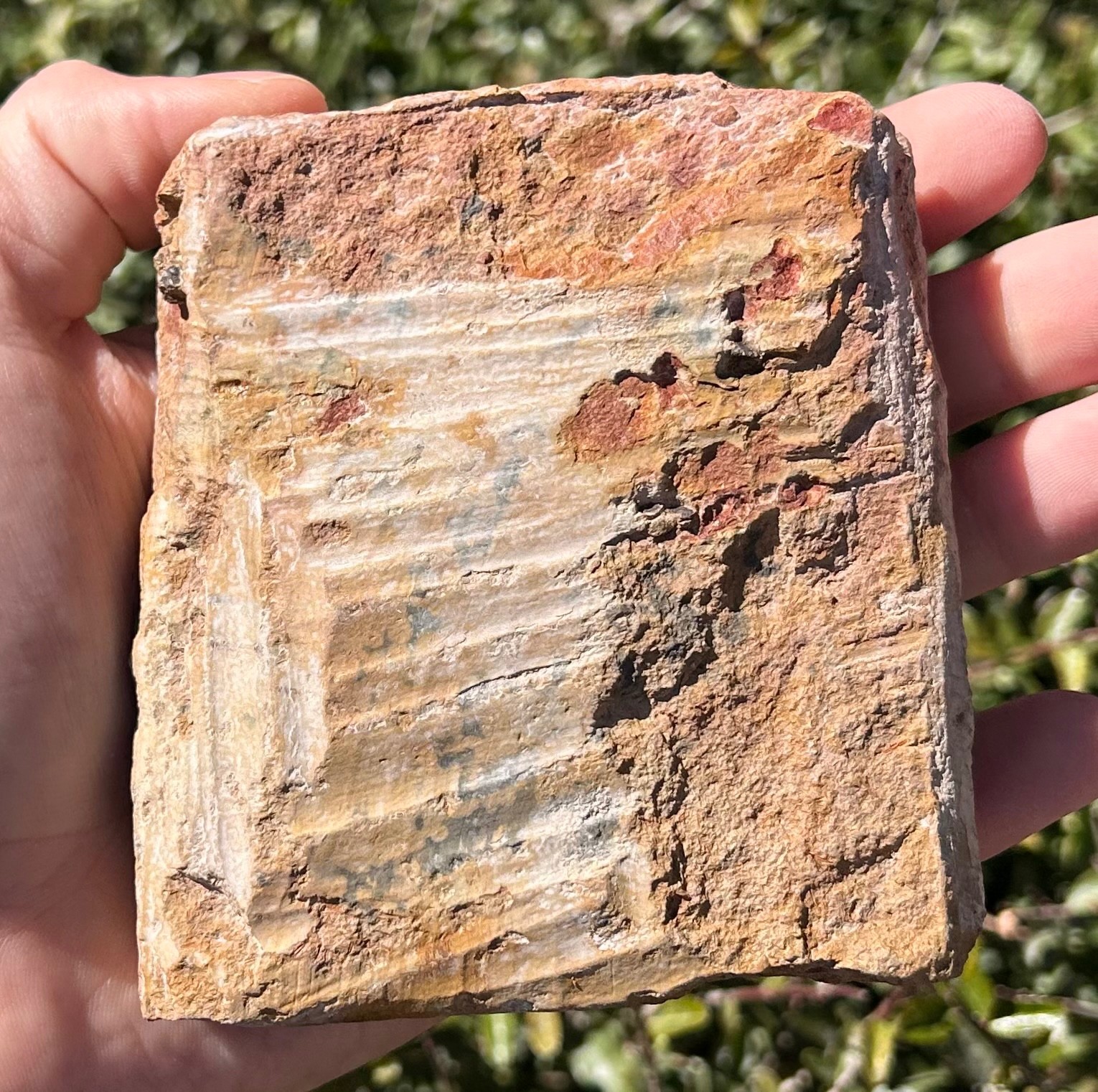 China Fossil Trilobites Multi Plate Ductina vietnamica Devonian Bugs in Matrix