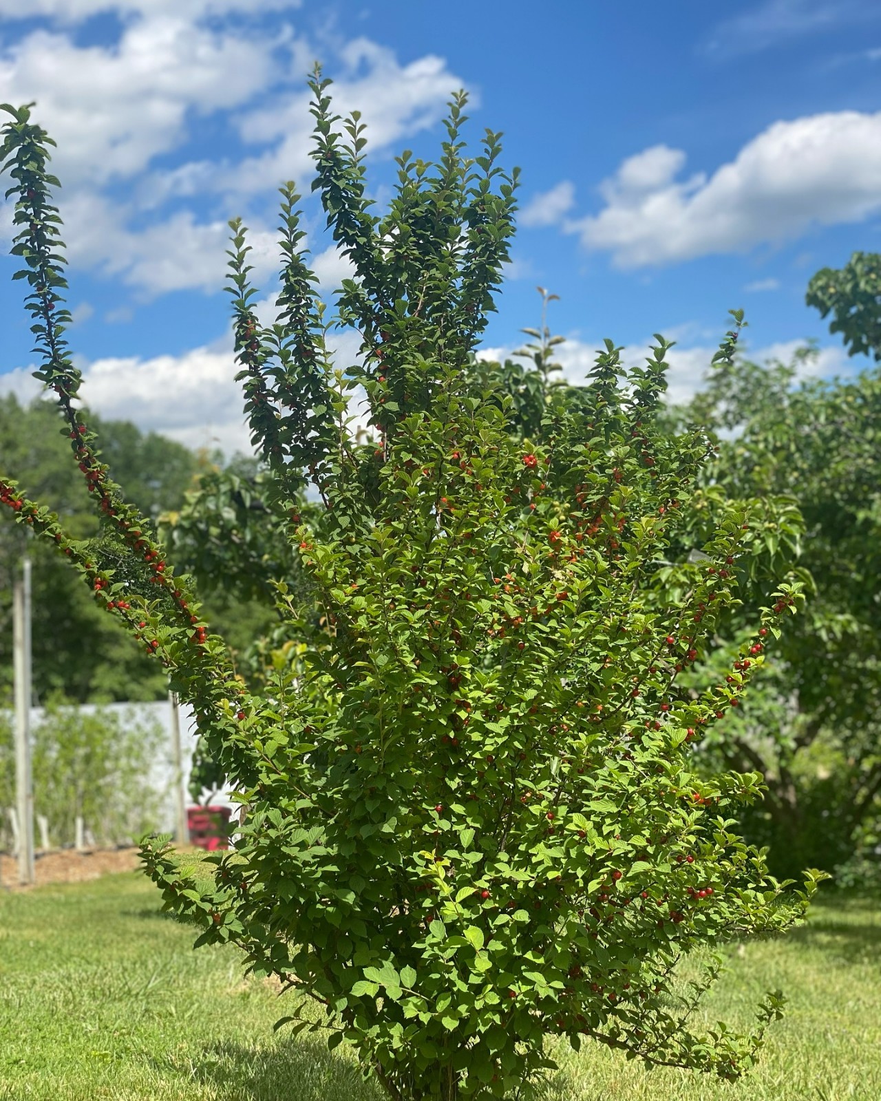 1 DORMANT Nanking Cheropugy bush cherry, rooted plant. Zones 4-8 Prunus tomentos