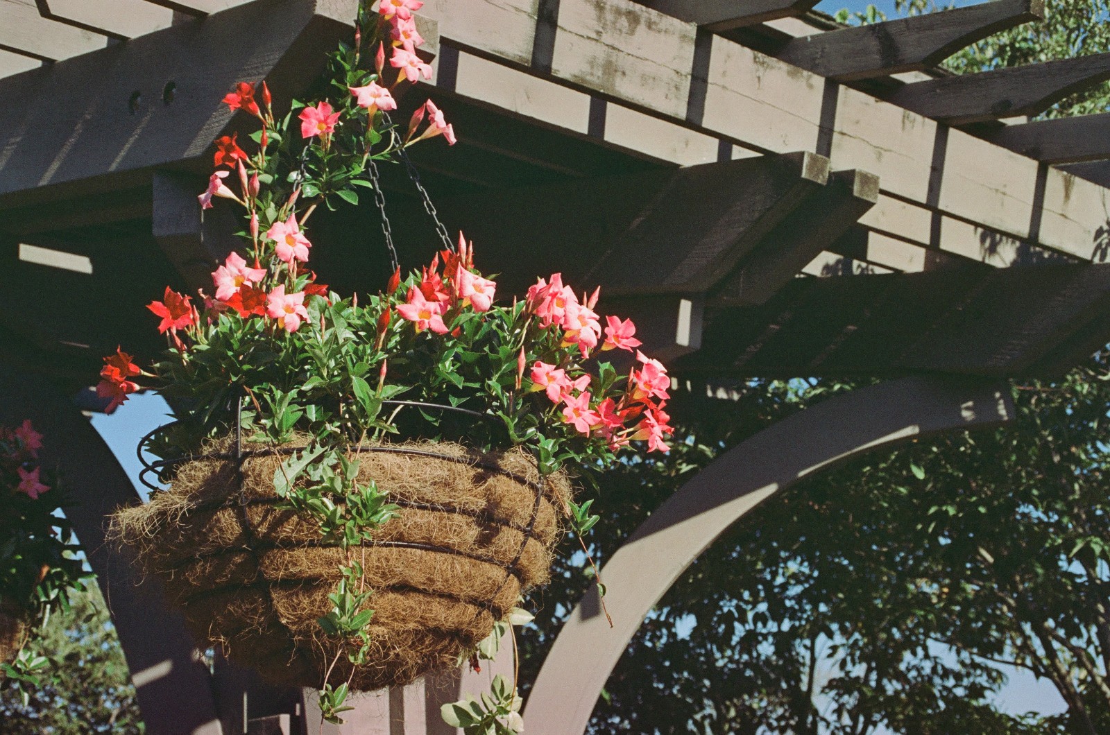 MYSTIC MOTION - 35mm Color Negative Movie Film 100D - 24 exp Process ECN-2