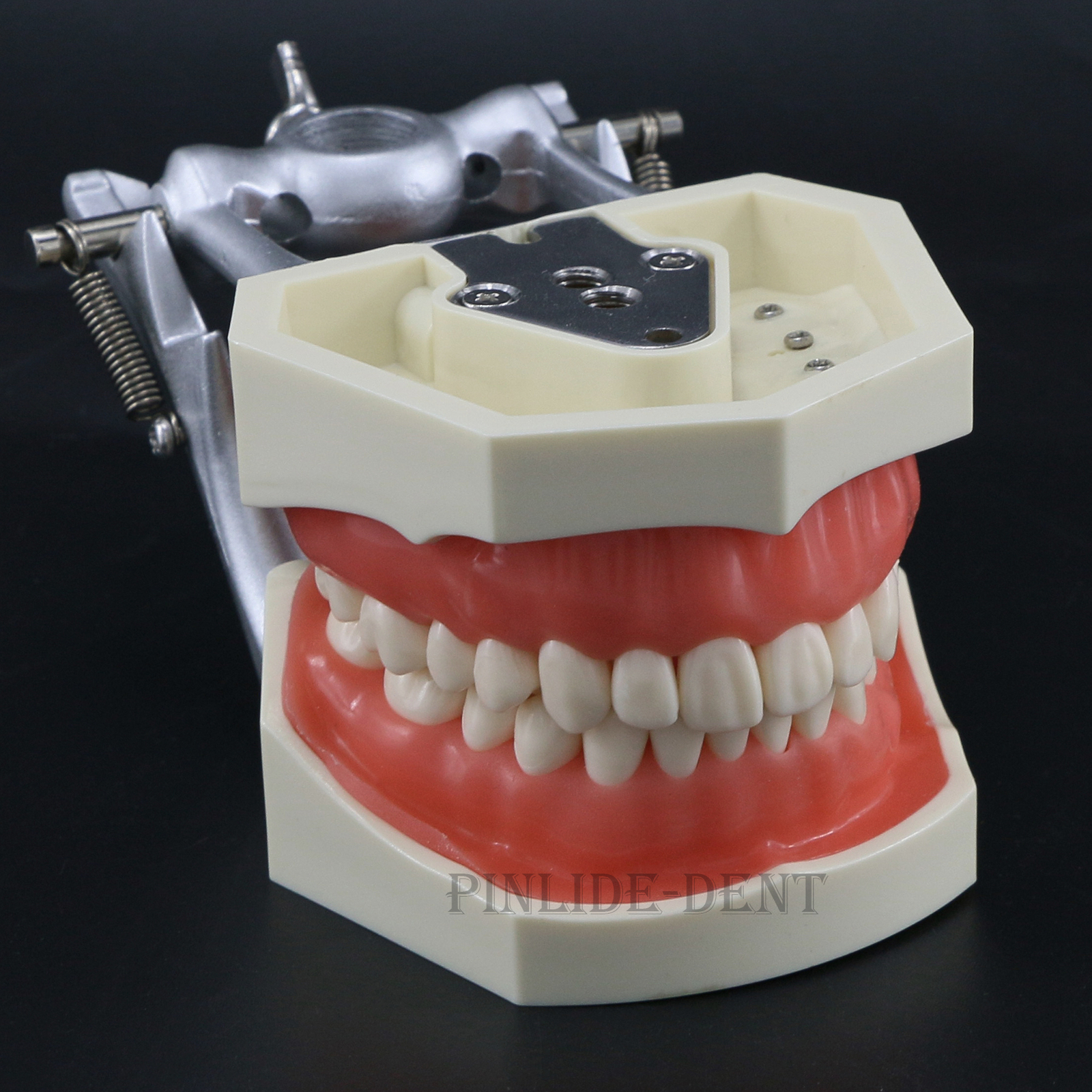 USA Kilgore Nissin 500 Style Dental Teeth Typodont Model 28Pcs Removable Teeth