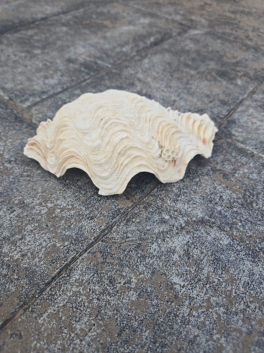 Derasa Tridacna Clam Seashell Half White w Barnacle Growth 1 HALF approx 6.75"