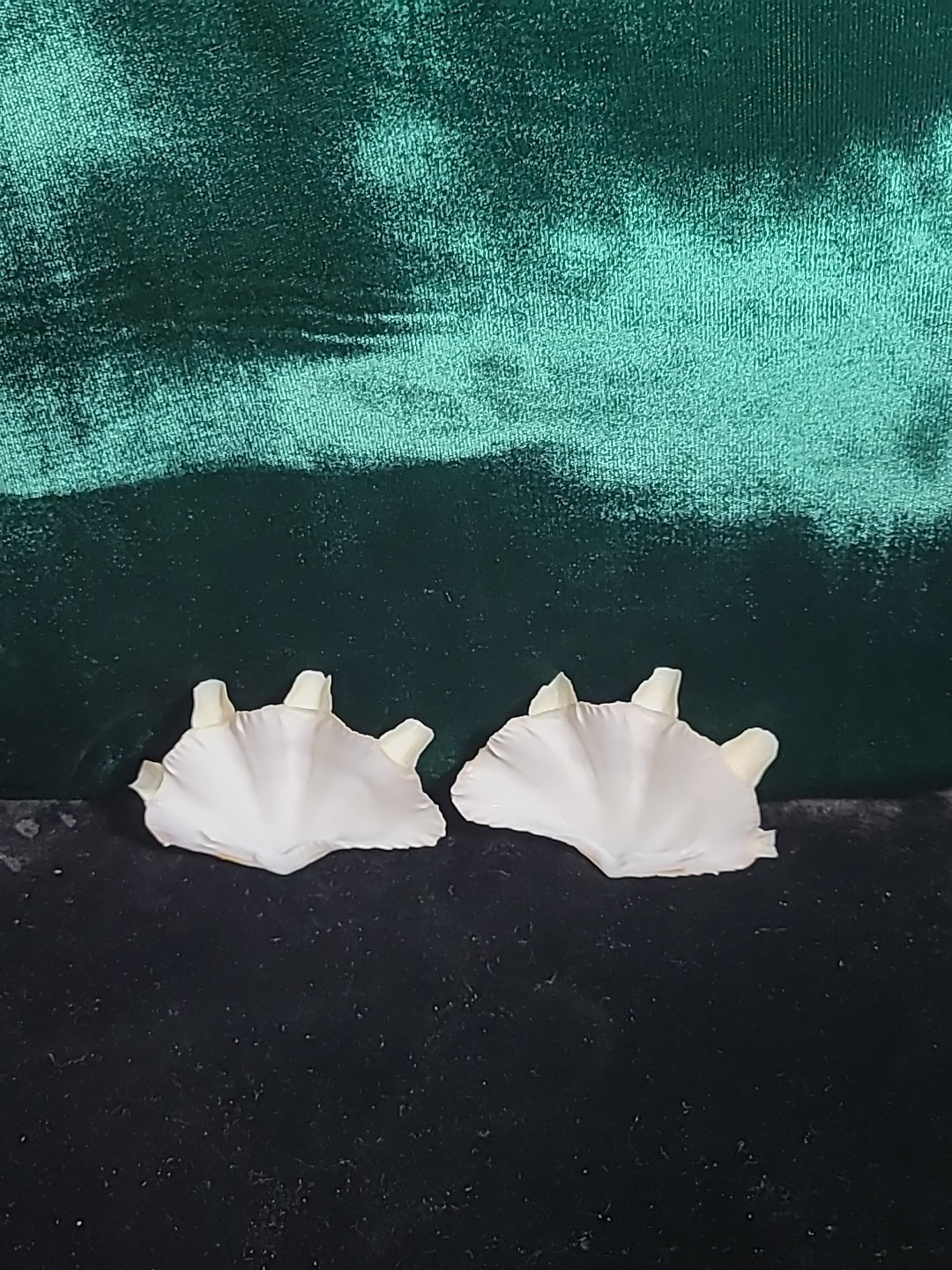 Vintage Whole Tridacna Squamosa Clam Shell Small Fan