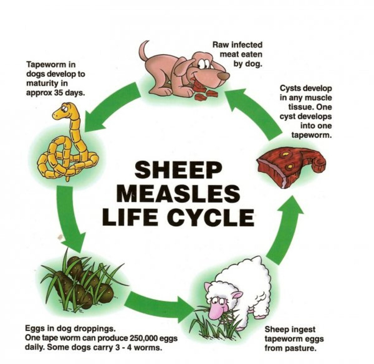 Sheep, Goat & Ruminants Anti-Parasites Anti-Worms - Dewormer - Made in USA