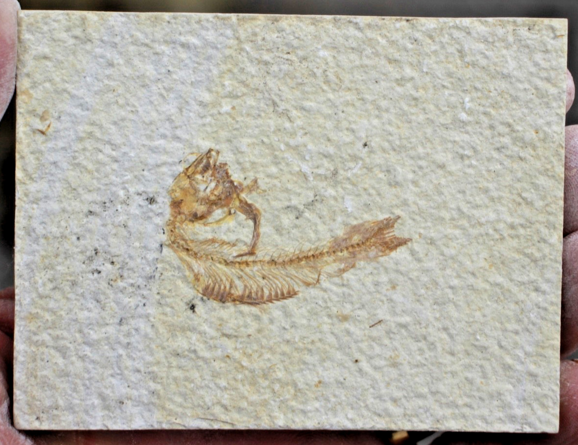 5 Baby Fossil Fish #27 • Knightia & Diplomystus • Ave. Length 2.25" - 2.5"