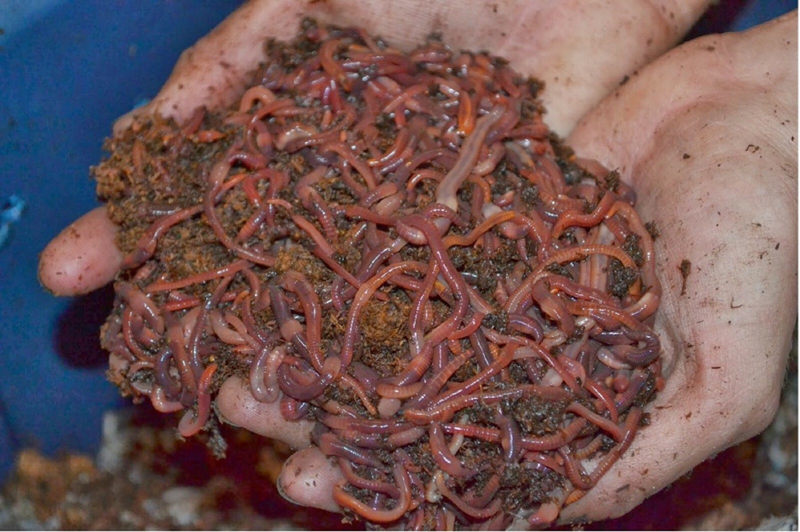 250, 500, 1,000 & 2,000 Red Wiggler Composting Worm Mix