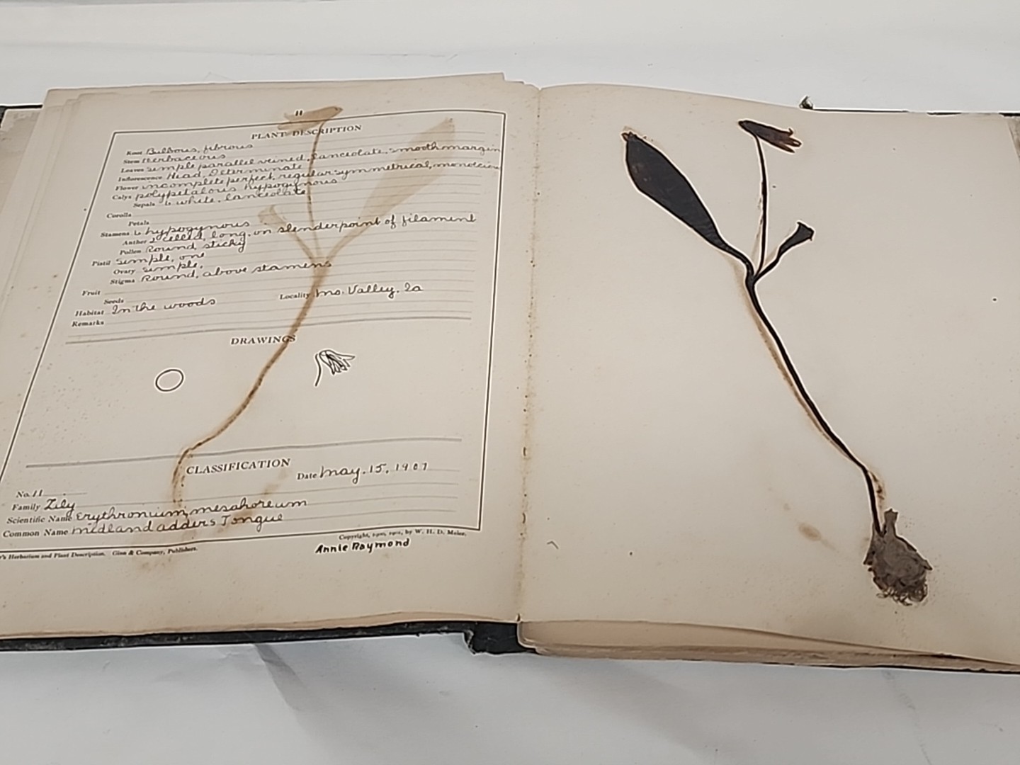 Antique HERBARIUM AND PLANT DESCRIPTIONS Meier Ginn And Company Complete 1907