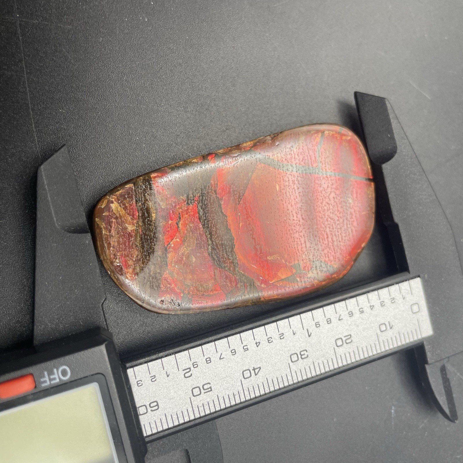 Beautiful Deep Red Ammonite Fossil Canadian Ammolite Alberta