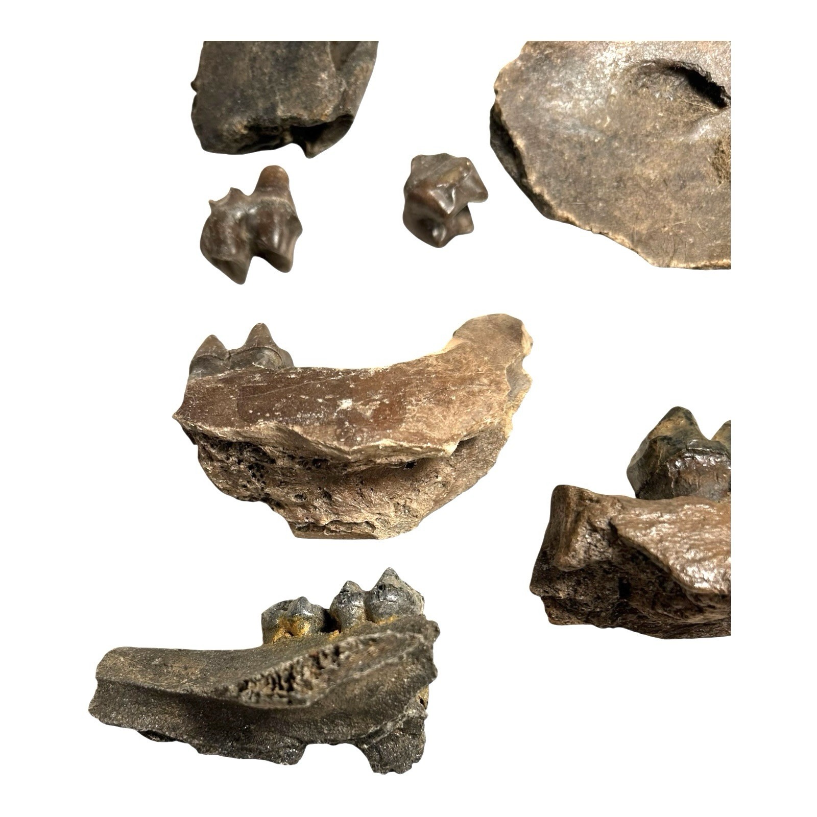 Prehistoric Pleistocene Age Fossilized Tapir Teeth and Mandible Jaw Pieces