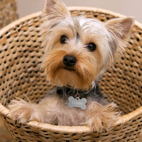 PET ID TAG CUSTOM ENGRAVED PERSONALIZED DOG CAT NAME TAGS DOUBLE SIDE