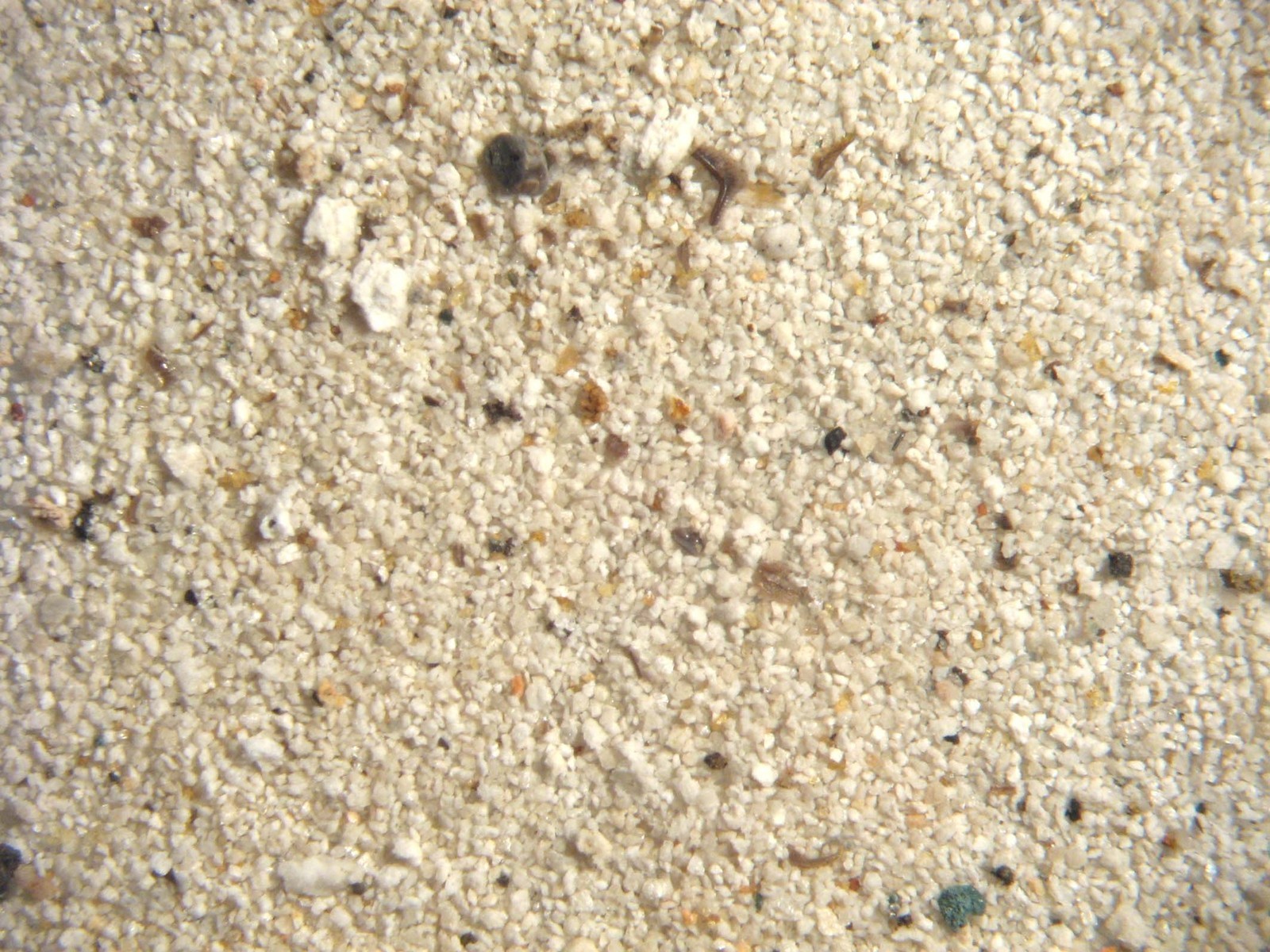 Devonian conodont rich micro fossil sample New Albany Shale excellent specimens