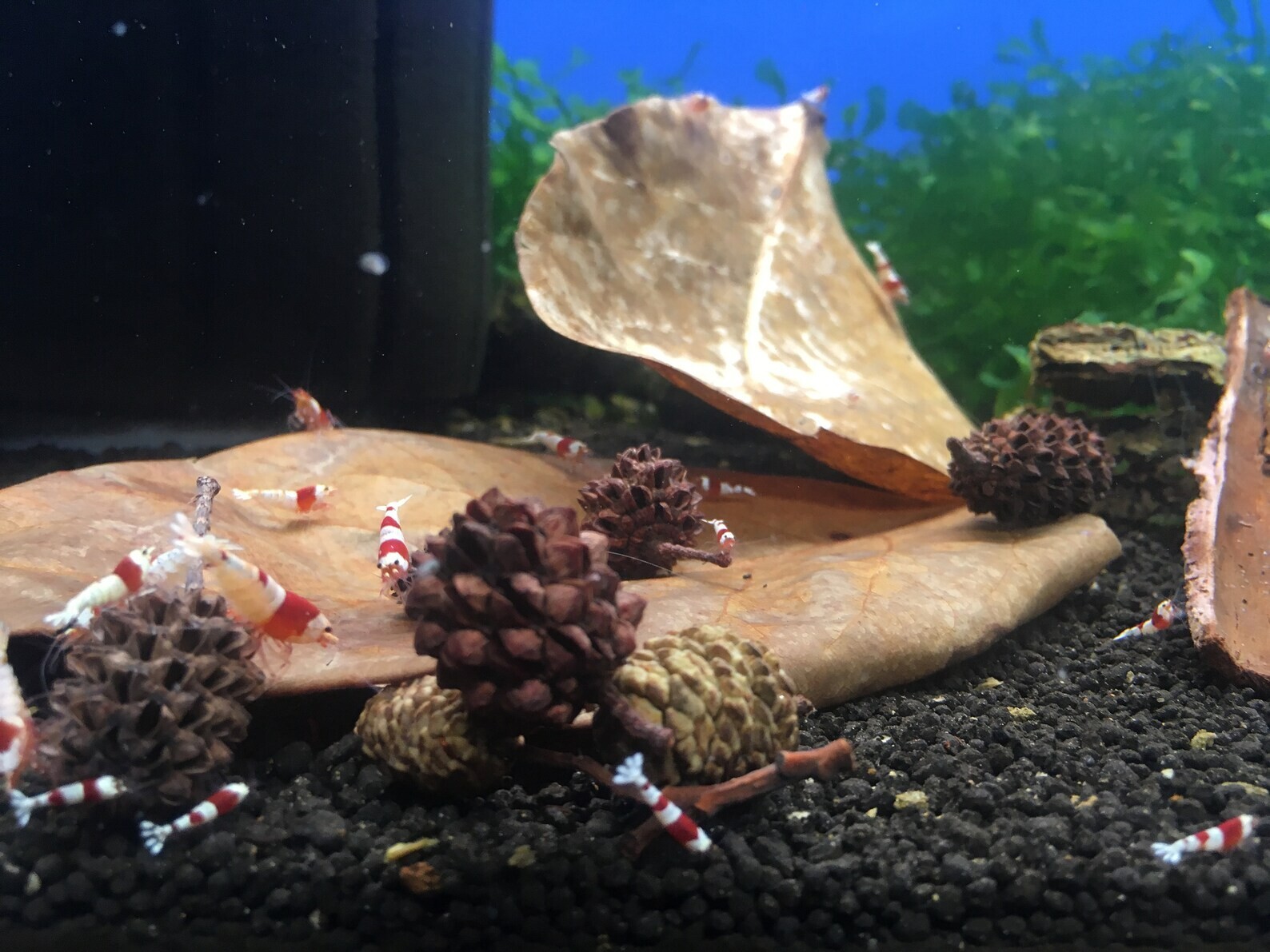 Large Indian almond leaves 7inch-10inch Catappa, Ketapang for shrimp Beta Fish