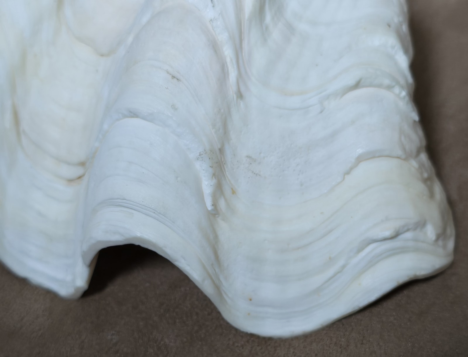 8½" Natural Giant Clam Shell Tridacna Gigas Seashell Nautical Decor Beach House