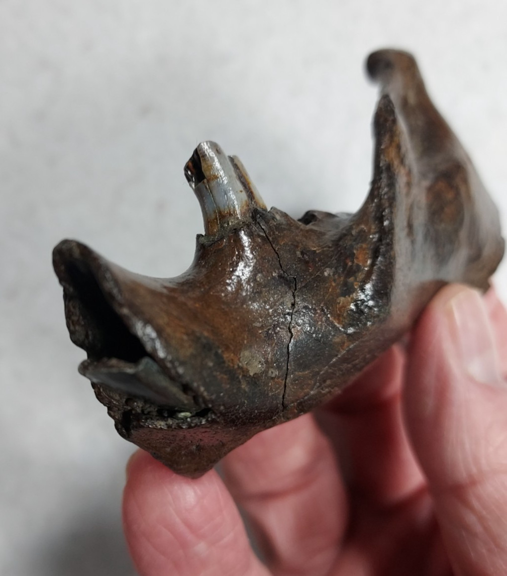 Ice Age Beaver Mandible (Jaw) Bone Fossil