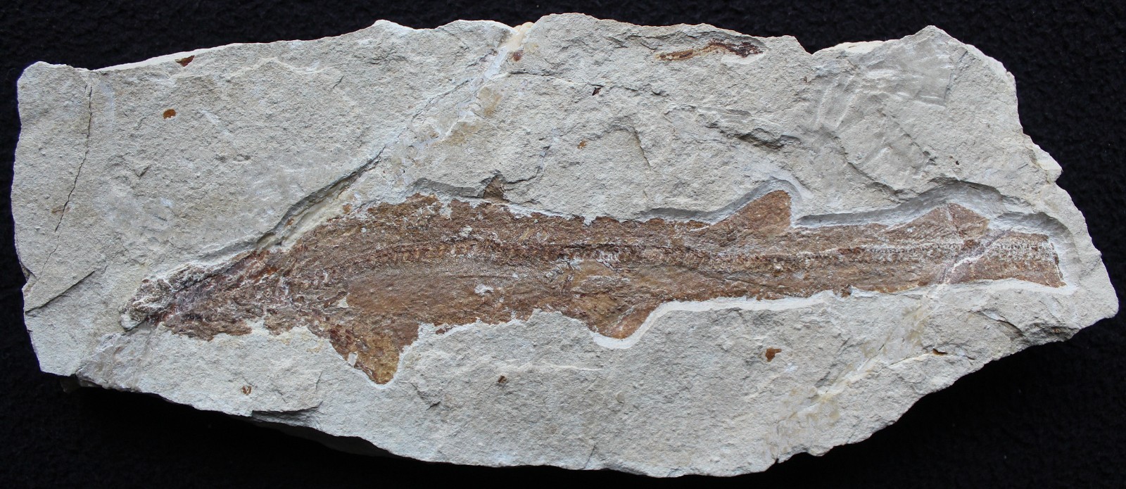 Shark 60 - Budget Specimen with Good Color - 100 Million Years Fossils Lebanon
