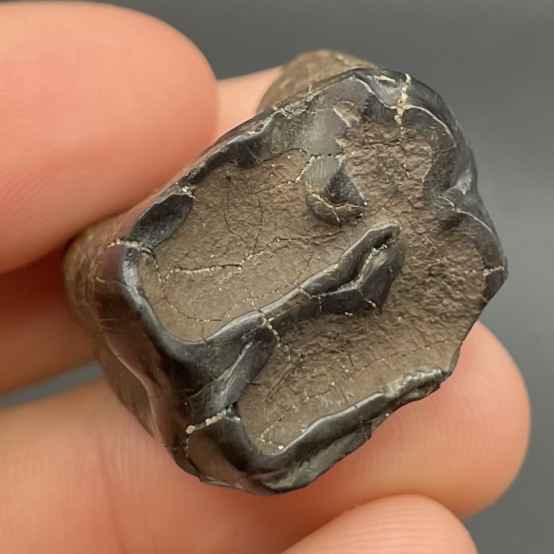 Tapir Tooth Pleistocene Age Mammal Fossil Peace River Florida Ice Age Molar