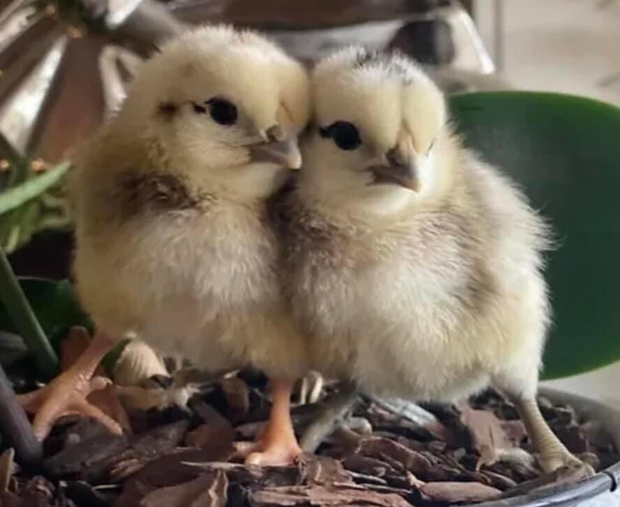 20+ Rare Breed Chicken Hatching Eggs Orpington, Wyandotte, Brahma, Faverolles