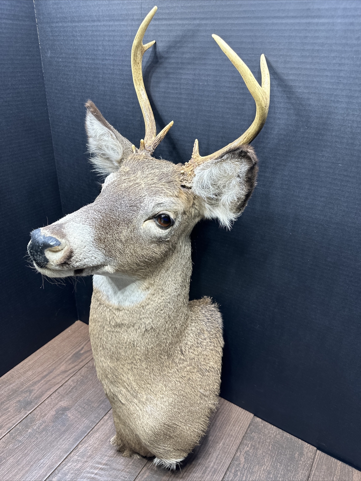 Nice 6 Point Whitetail Deer Buck Shoulder Mount Taxidermy