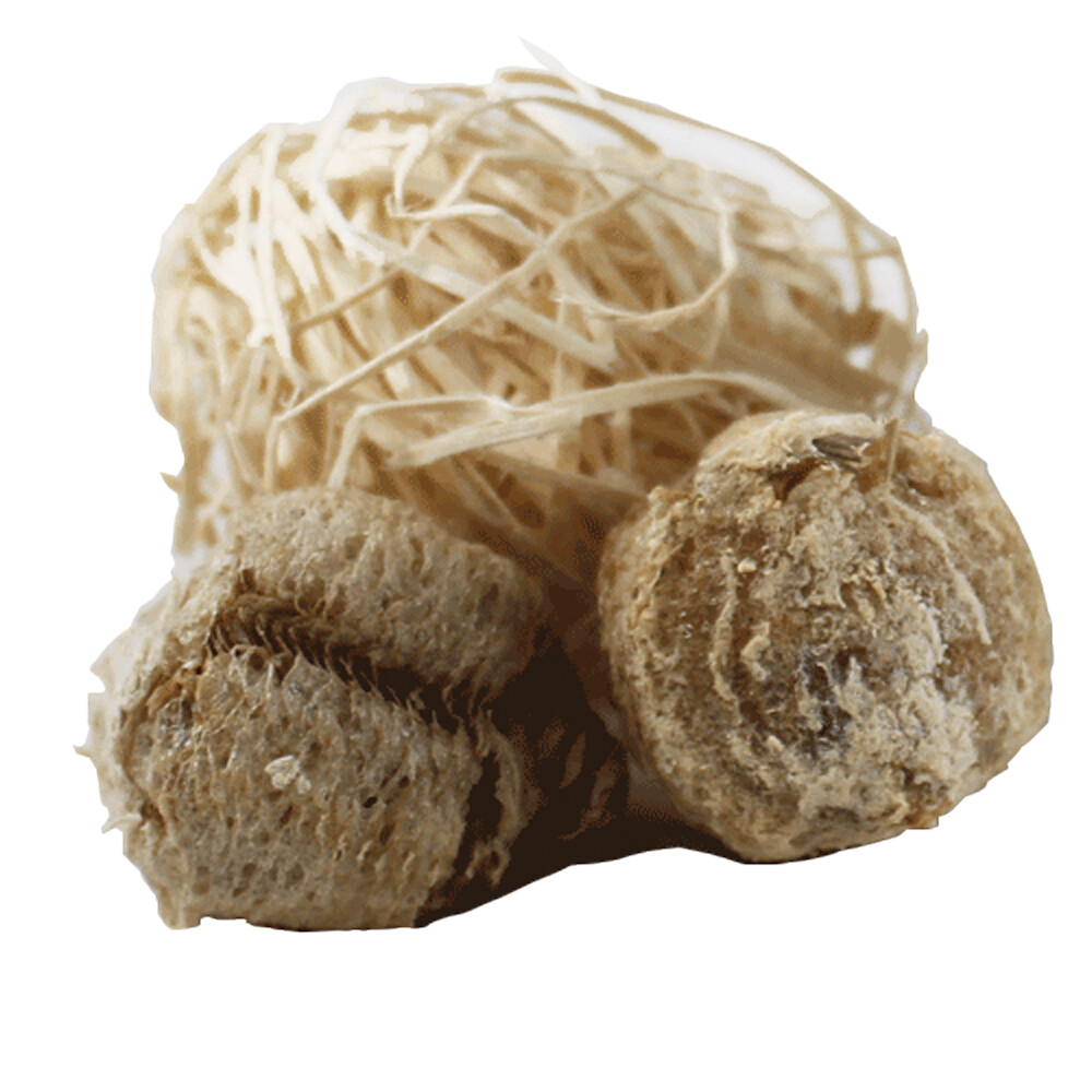 Praying Mantis Egg Case With Hatching Habitat Cup- 2 Praying Mantids Egg Cases