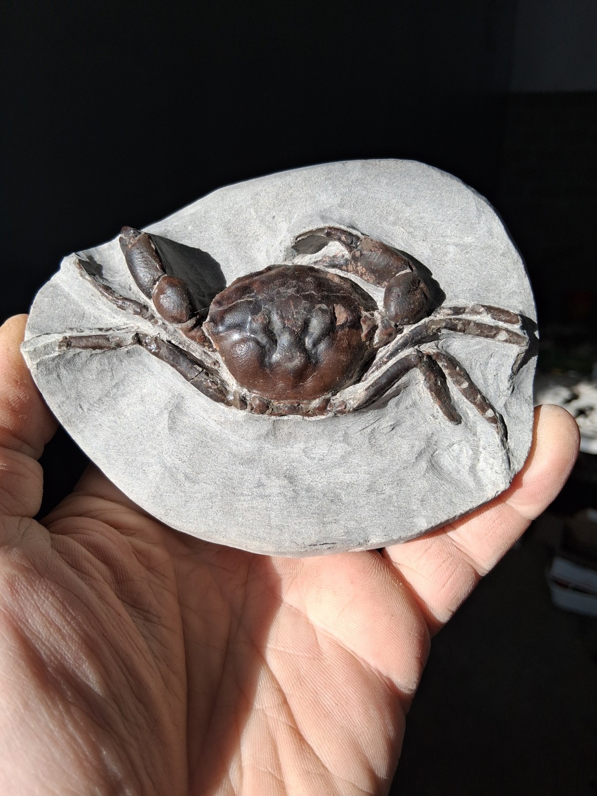 Pulalius Vulgaris Crab Fossil Specimen Washington State
