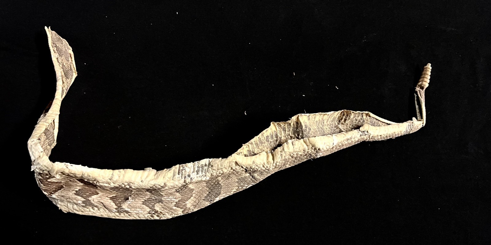 Rattle Snake Rattles & Dried Skin