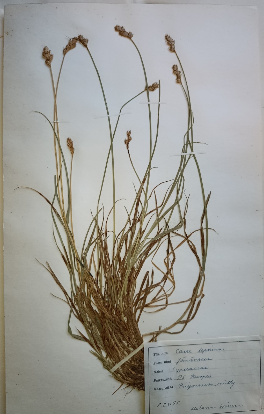 Antique Finnish Swedish Herbarium Botanical Pressed Plant specimens scrapbook