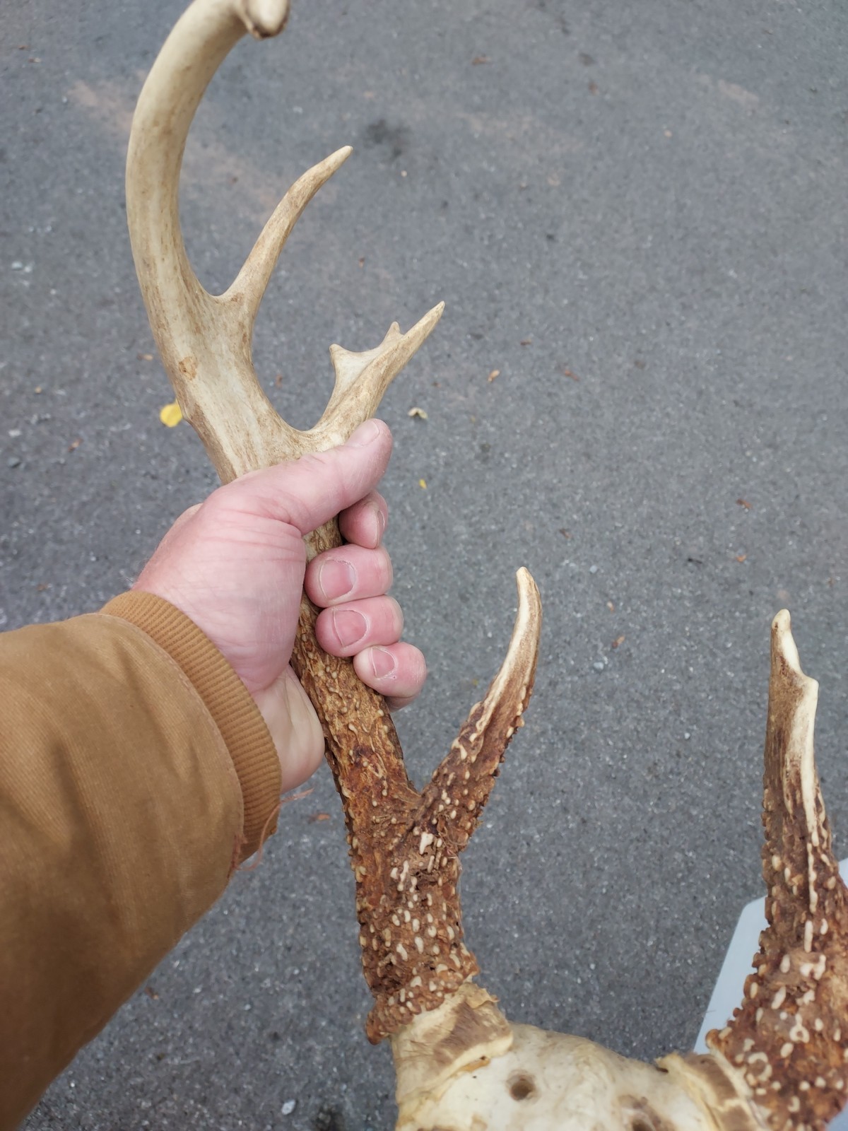 Vintage Unique 12 Point White Tail Deer Antlers