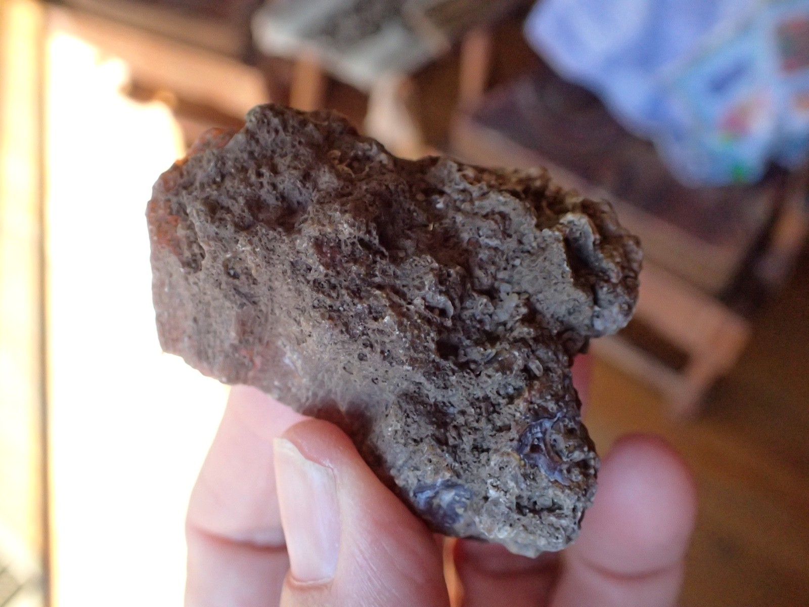 Botryoidal Fossil Coral Geode Fragment GA Agate Amber Display Sea Specimen WC41