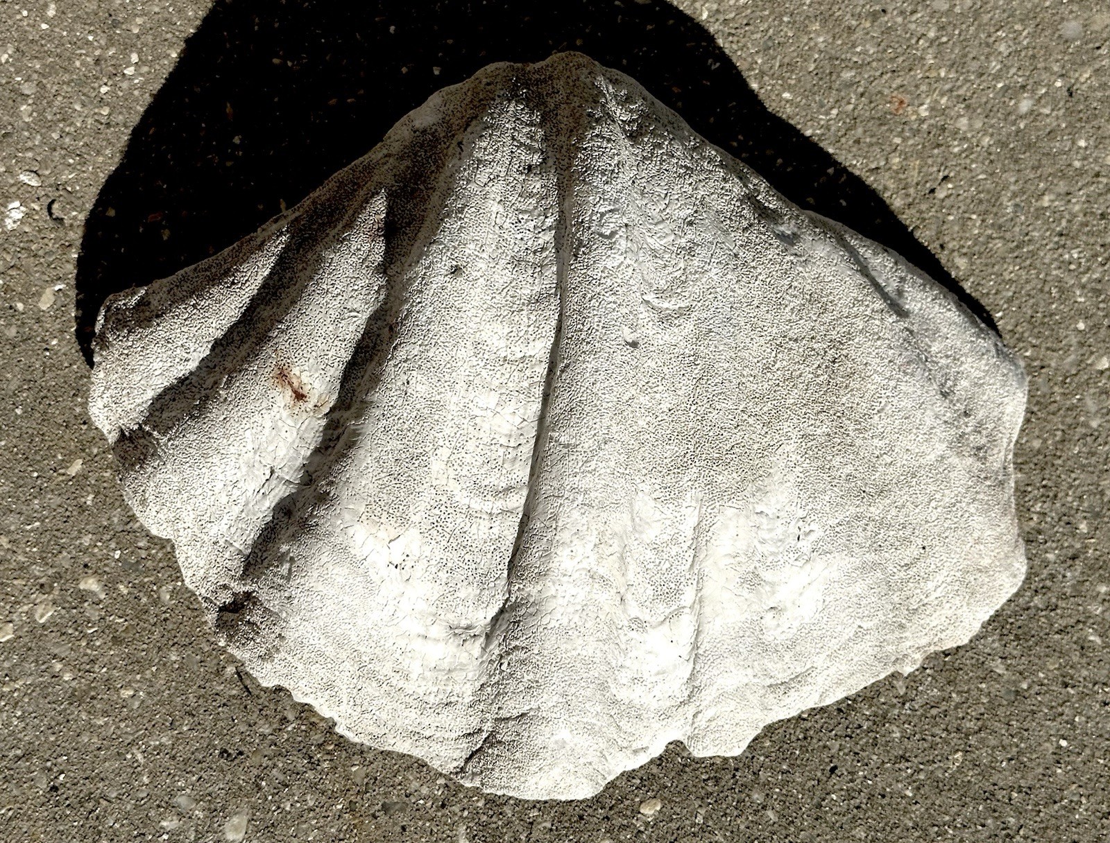 Giant Natural Clam Half Shell Tridacna Gigas 12” x 9” x 4.5”