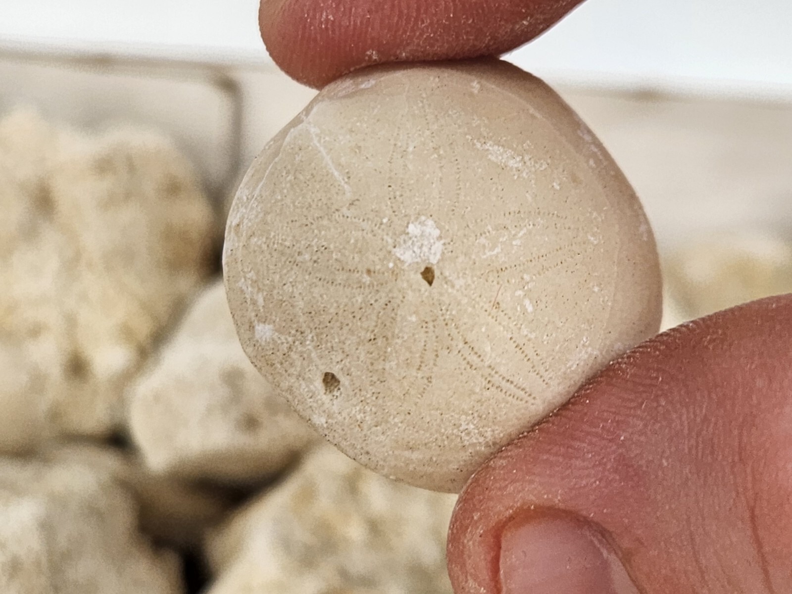 Fossil Sea Urchin (Echinoid) - Florida - 1 Per Purchase - Matrix/Free Standing