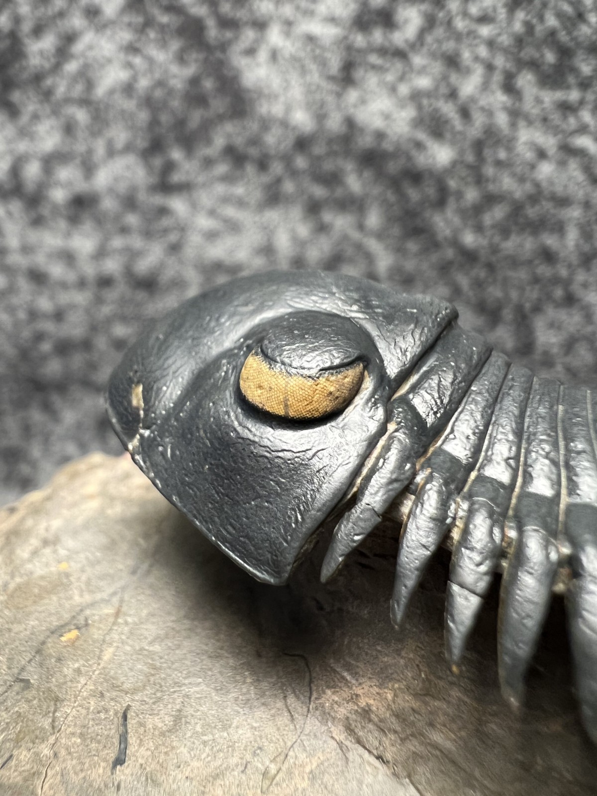 Paralejurus Trilobite Fossil – Flying Preparation with Rare Yellow Eyes