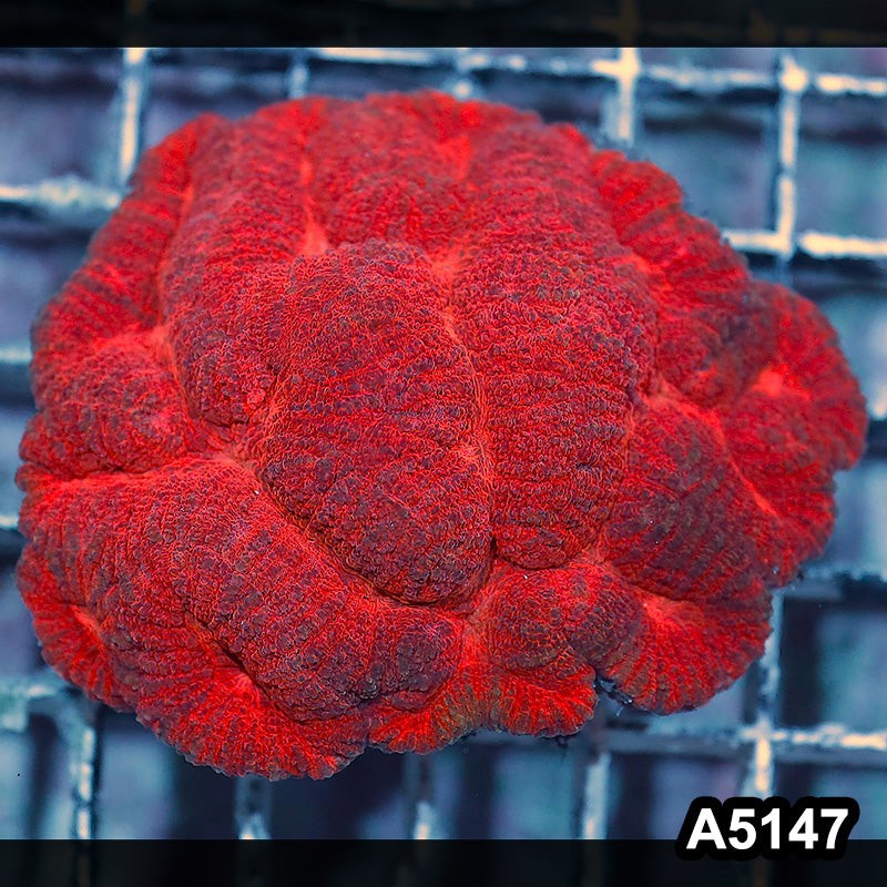 Item#A5147IN5147(M) WYSIWYG Indo Ultra Unique Symphyllia Colony