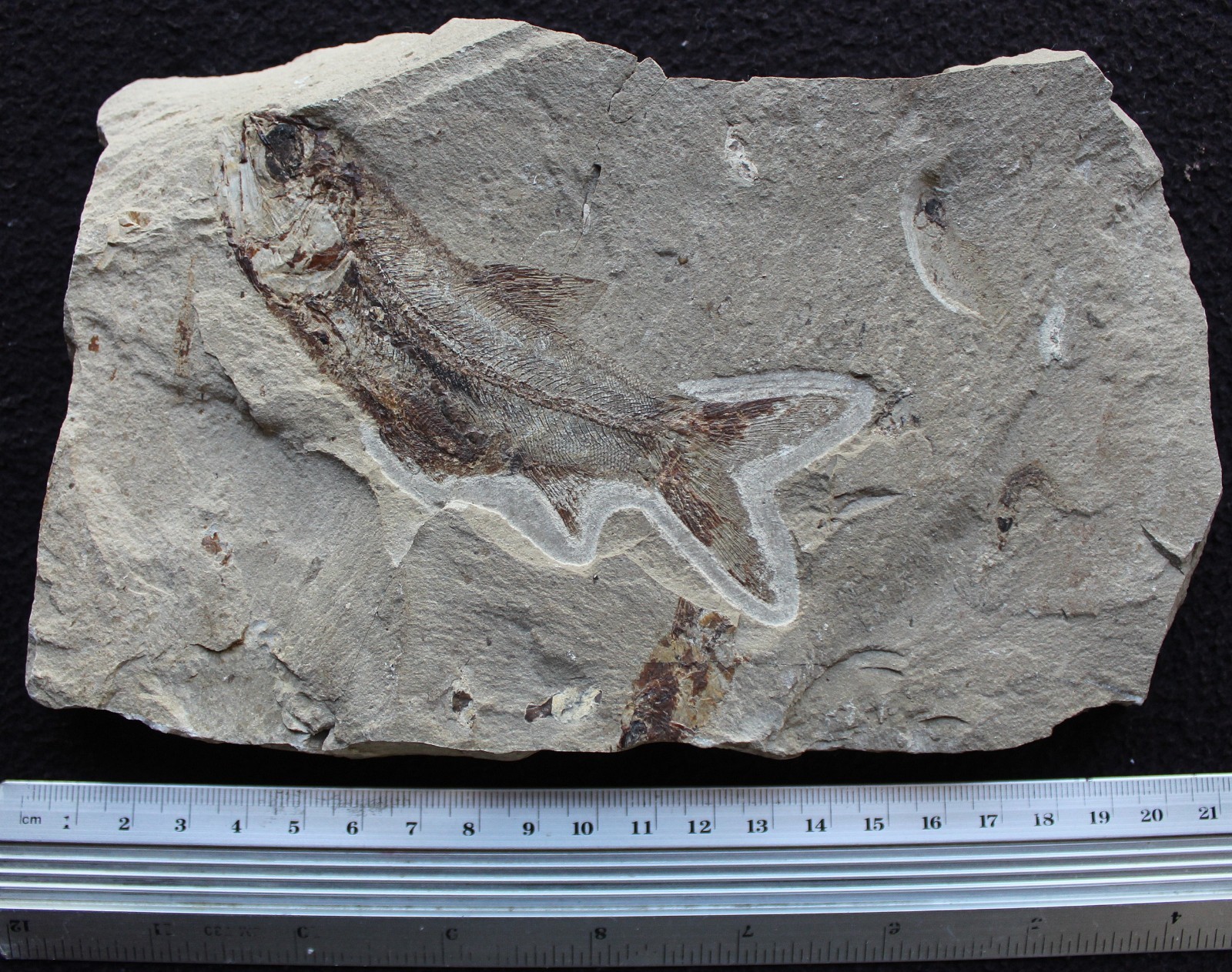 Davichthys 34 - Fish in stomach - Excellent Color - Cretaceous Fossils Lebanon