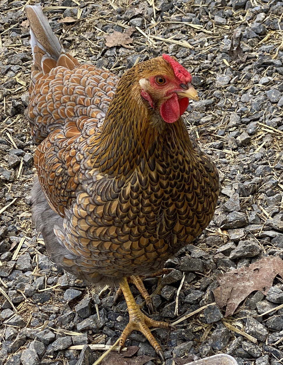 12+ Rare Breed Chicken Hatching Eggs Orpington, Wyandotte, Sweddish Flower