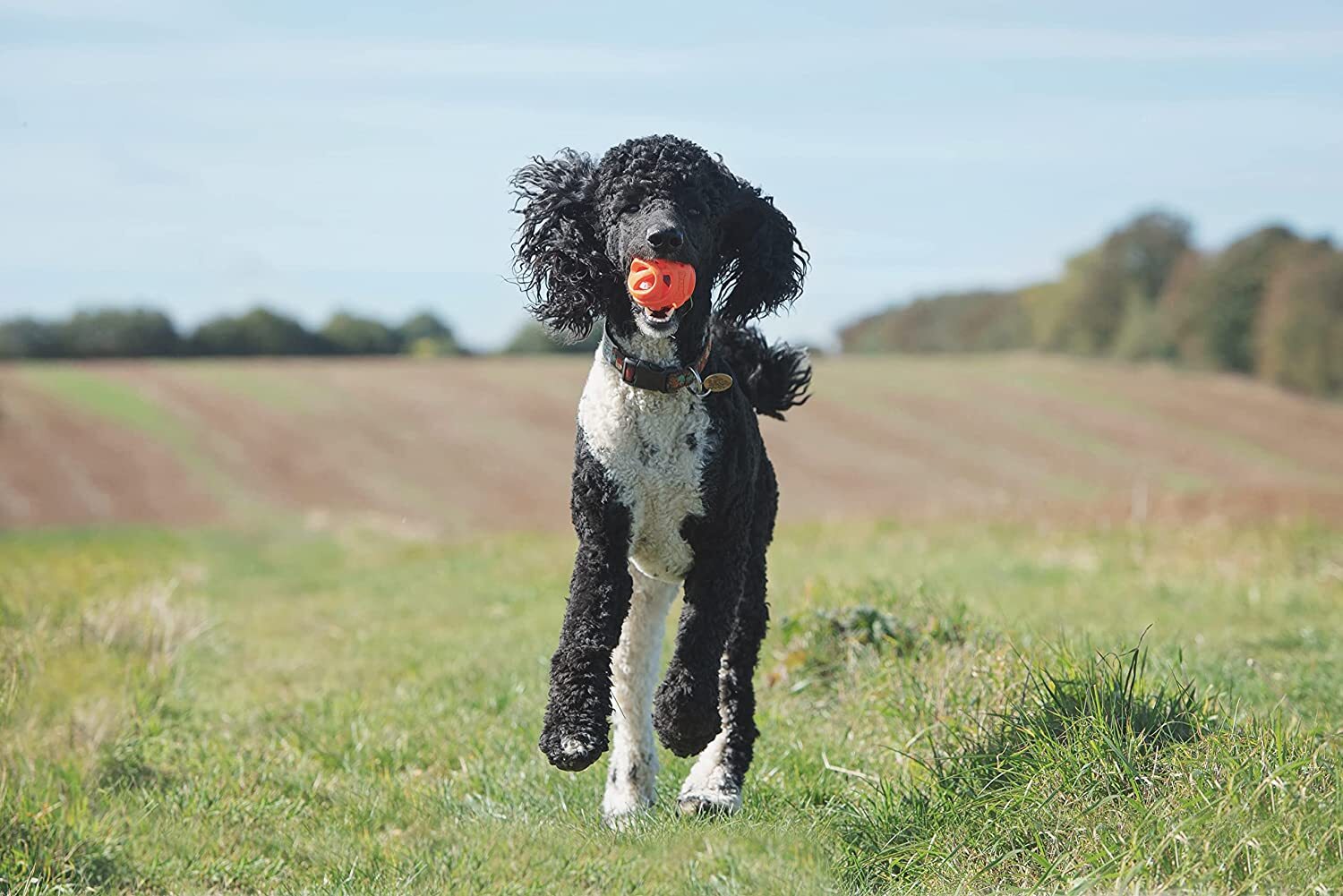 Chuckit Air Fetch Ball XL Fetch Hard Breathe Easy Interactive Dog Toy 1-Count